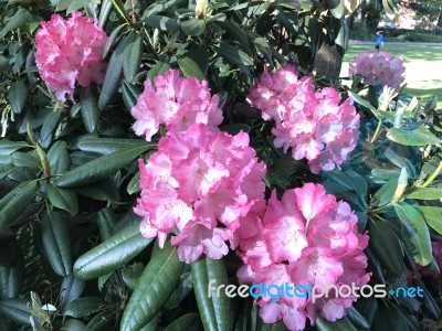 Flowers Rhododendron Stock Photo