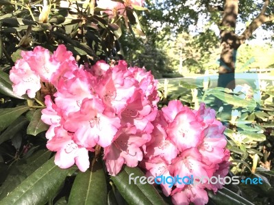 Flowers Rhododendron Stock Photo