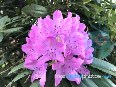 Flowers Rhododendron Stock Photo