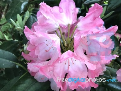 Flowers Rhododendron Stock Photo