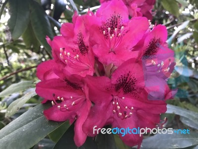 Flowers Rhododendron Stock Photo