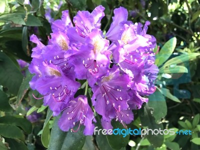 Flowers Rhododendron Stock Photo