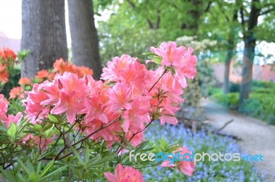 Flowers Rhododendron Stock Photo