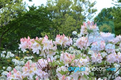 Flowers Rhododendron Stock Photo