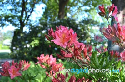 Flowers Rhododendron Stock Photo