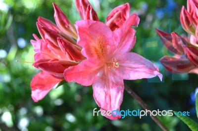 Flowers Rhododendron Stock Photo