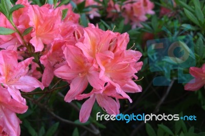 Flowers Rhododendron Stock Photo