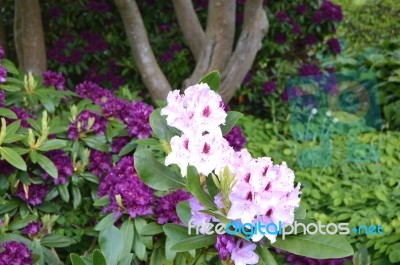 Flowers Rhododendron Stock Photo