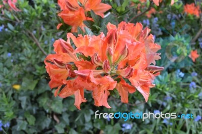 Flowers Rhododendron Stock Photo