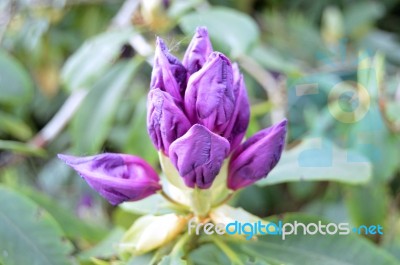 Flowers Rhododendron Stock Photo