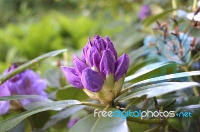 Flowers Rhododendron Stock Photo