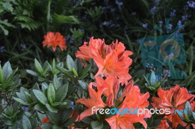 Flowers Rhododendron Stock Photo