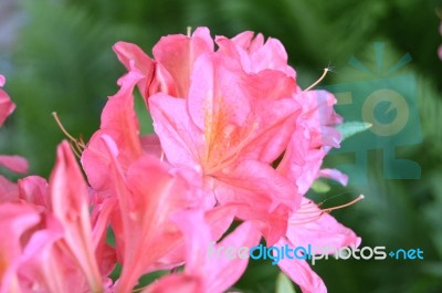 Flowers Rhododendron Stock Photo