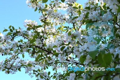 Flowers Rhododendron Stock Photo