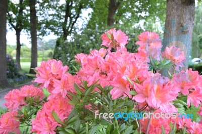 Flowers Rhododendron Stock Photo