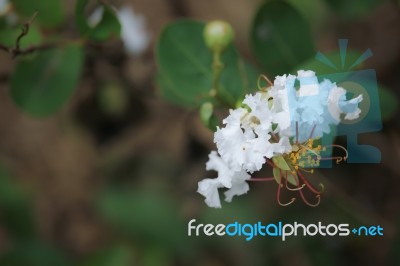 Flowers Tabebuia Rosea Blossom Stock Photo