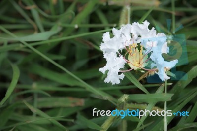 Flowers Tabebuia Rosea Blossom Stock Photo