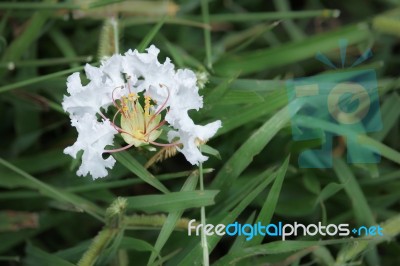 Flowers Tabebuia Rosea Blossom Stock Photo