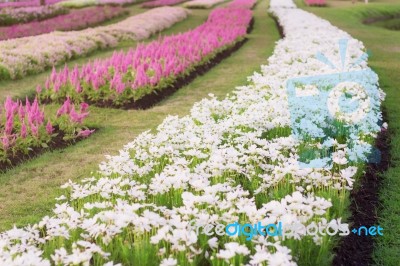 Flowers With Beautiful Colors Stock Photo