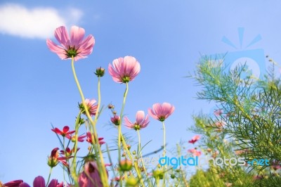 Flowers With Blue Sky Stock Photo