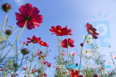 Flowers With Blue Sky Stock Photo