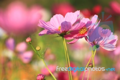 Flowers With Blue Sky Stock Photo