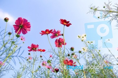 Flowers With Blue Sky Stock Photo