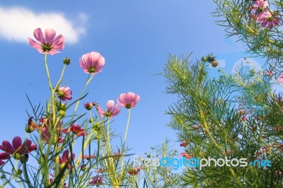 Flowers With Blue Sky Stock Photo