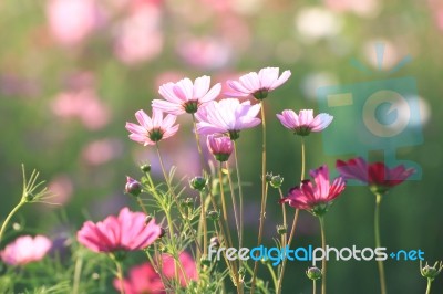 Flowers With Blue Sky Stock Photo