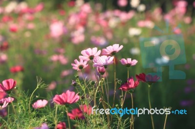 Flowers With Blue Sky Stock Photo