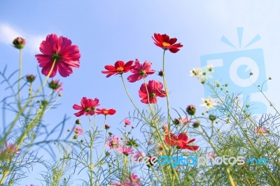 Flowers With Blue Sky Stock Photo