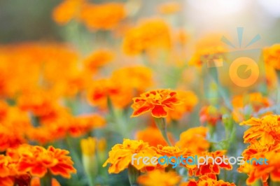 Flowers With Blurred Background Stock Photo