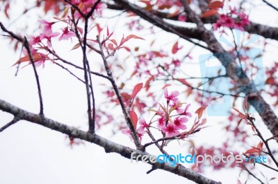 Flowers With Branches In Autumn Stock Photo