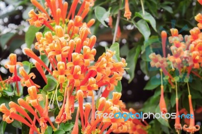 Flowers With Colorful Stock Photo