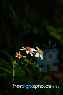 Flowers With Dark Background Stock Photo