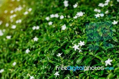 Flowers With Natural Green Background Stock Photo