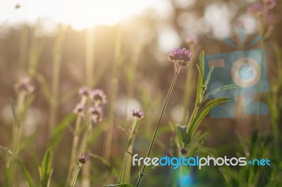 Flowers With Nature At Sunlight Stock Photo