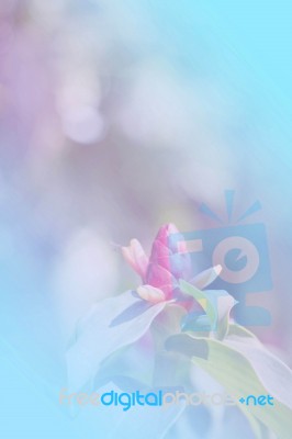 Flowers With Of Blurred Backgrounds Stock Photo