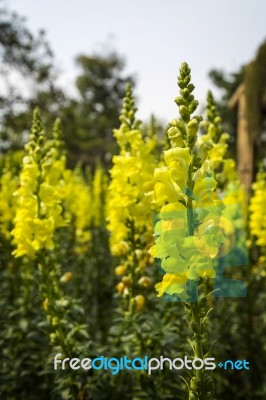 Flowers Yellow Stock Photo