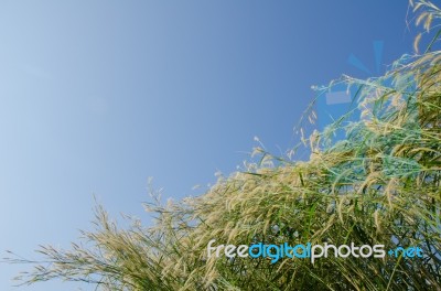 
Flowers
Waving Wind Blows Thee In The Daytime Sun, Flowers And Stock Photo