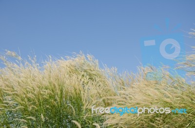 
Flowers
Waving Wind Blows Thee In The Daytime Sun, Flowers And Stock Photo