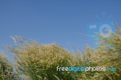 
Flowers
Waving Wind Blows Thee In The Daytime Sun, Flowers And Stock Photo