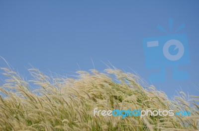 
Flowers
Waving Wind Blows Thee In The Daytime Sun, Flowers And Stock Photo