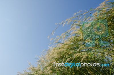 
Flowers
Waving Wind Blows Thee In The Daytime Sun, Flowers And Stock Photo