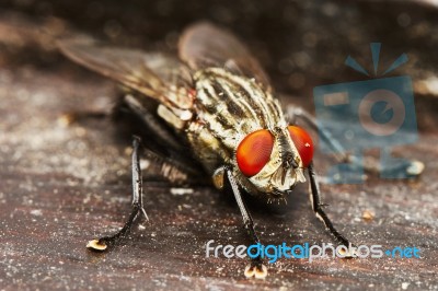 Fly Stock Photo