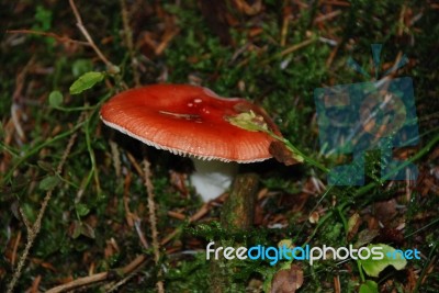 Fly Agaric Stock Photo