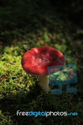 Fly Agaric Stock Photo