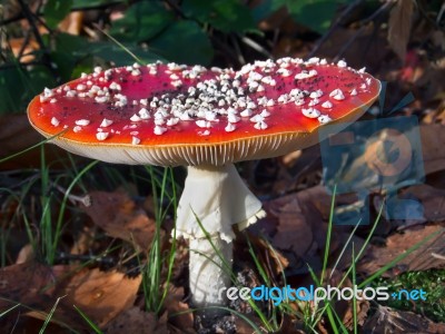 Fly Agaric Toadstool (amanita Muscaria) Stock Photo