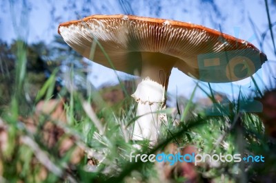 Fly Agaric Toadstool (amanita Muscaria) Stock Photo