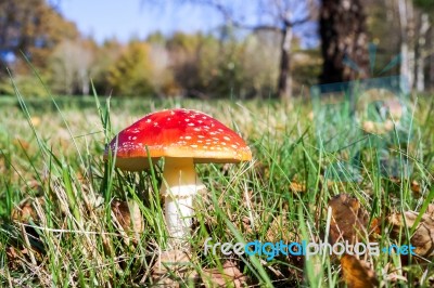 Fly Agaric Toadstool (amanita Muscaria) Stock Photo